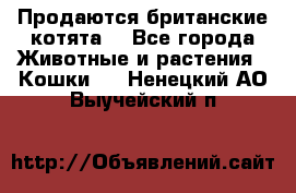 Продаются британские котята  - Все города Животные и растения » Кошки   . Ненецкий АО,Выучейский п.